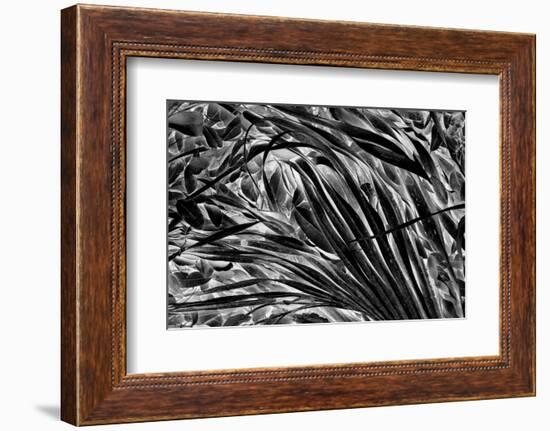 Sable palm frond on the ground in Black and white, Harney Lake, Florida-Adam Jones-Framed Photographic Print