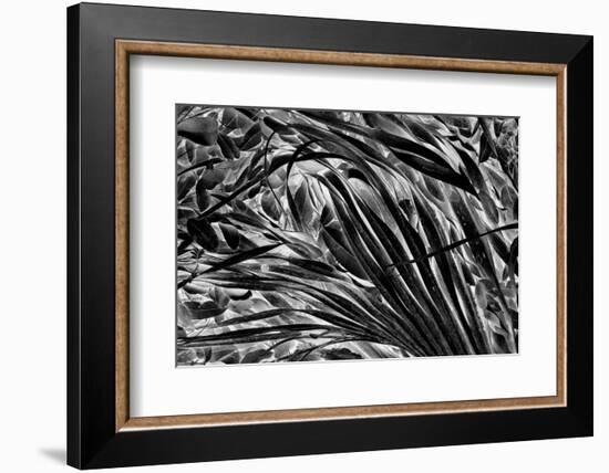 Sable palm frond on the ground in Black and white, Harney Lake, Florida-Adam Jones-Framed Photographic Print