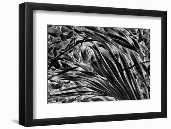 Sable palm frond on the ground in Black and white, Harney Lake, Florida-Adam Jones-Framed Photographic Print