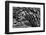 Sable palm frond on the ground in Black and white, Harney Lake, Florida-Adam Jones-Framed Photographic Print