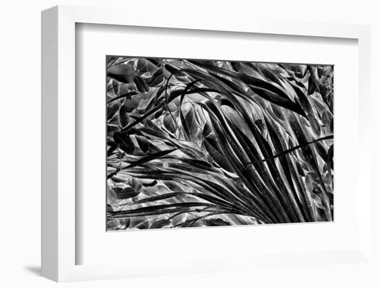 Sable palm frond on the ground in Black and white, Harney Lake, Florida-Adam Jones-Framed Photographic Print