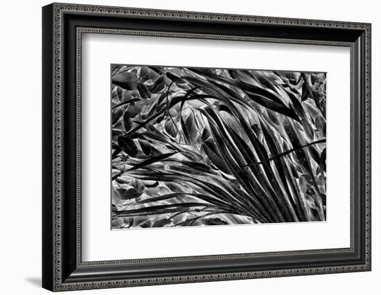 Sable palm frond on the ground in Black and white, Harney Lake, Florida-Adam Jones-Framed Photographic Print