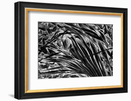 Sable palm frond on the ground in Black and white, Harney Lake, Florida-Adam Jones-Framed Photographic Print