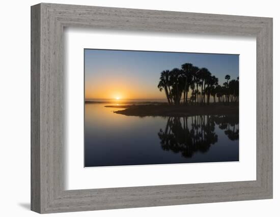 Sable palms on the Econlockhatchee River, a blackwater tributary of the St. Johns River, Florida-Adam Jones-Framed Photographic Print