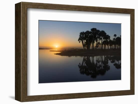 Sable palms on the Econlockhatchee River, a blackwater tributary of the St. Johns River, Florida-Adam Jones-Framed Photographic Print