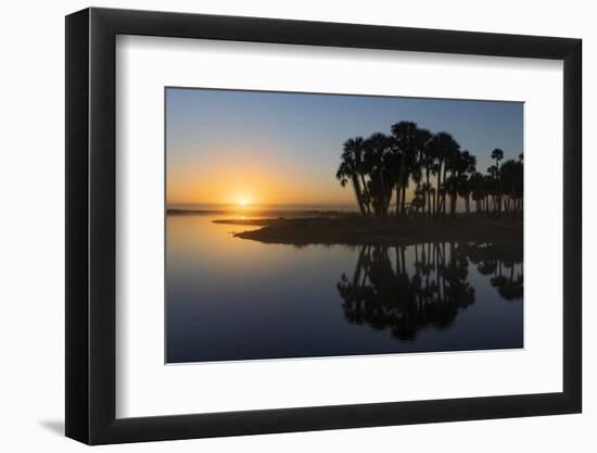 Sable palms on the Econlockhatchee River, a blackwater tributary of the St. Johns River, Florida-Adam Jones-Framed Photographic Print