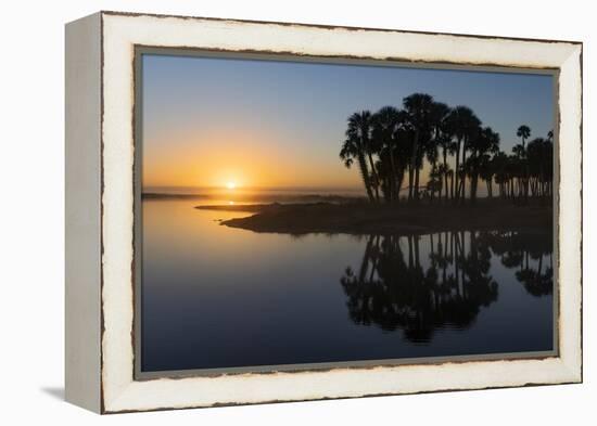 Sable palms on the Econlockhatchee River, a blackwater tributary of the St. Johns River, Florida-Adam Jones-Framed Premier Image Canvas