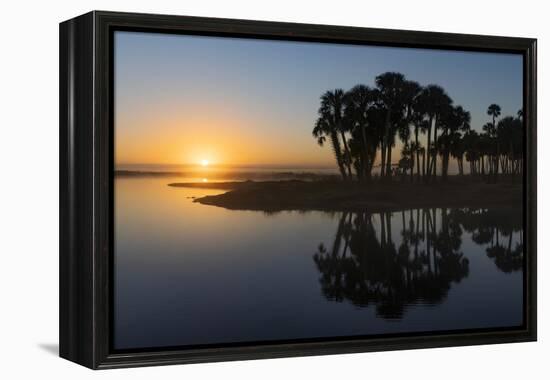 Sable palms on the Econlockhatchee River, a blackwater tributary of the St. Johns River, Florida-Adam Jones-Framed Premier Image Canvas