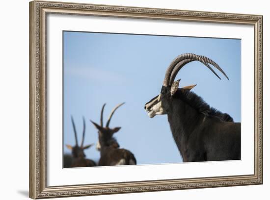 Sable, Private Game Ranch, Great Karoo, South Africa-Pete Oxford-Framed Photographic Print