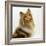 Sable Rough Collie, 2 Years Old, Portrait-Jane Burton-Framed Photographic Print