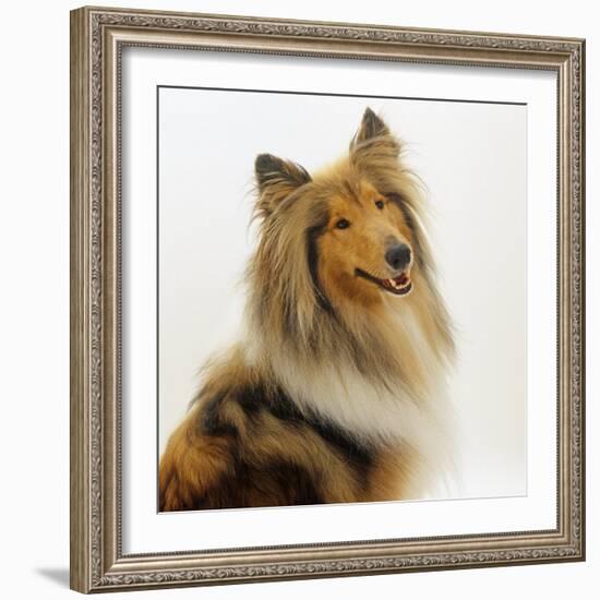 Sable Rough Collie, 2 Years Old, Portrait-Jane Burton-Framed Photographic Print