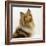 Sable Rough Collie, 2 Years Old, Portrait-Jane Burton-Framed Photographic Print