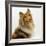 Sable Rough Collie, 2 Years Old, Portrait-Jane Burton-Framed Photographic Print