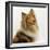 Sable Rough Collie, 2 Years Old, Portrait-Jane Burton-Framed Photographic Print