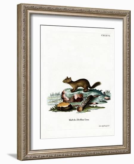 Sable-null-Framed Giclee Print