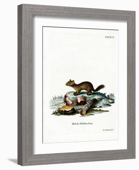 Sable-null-Framed Giclee Print