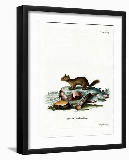 Sable-null-Framed Giclee Print