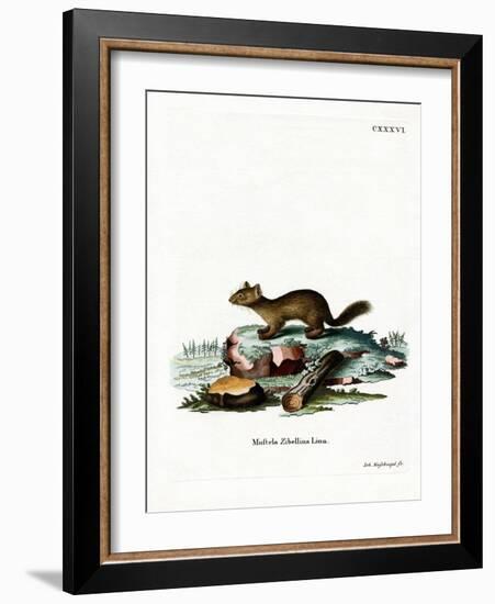 Sable-null-Framed Giclee Print