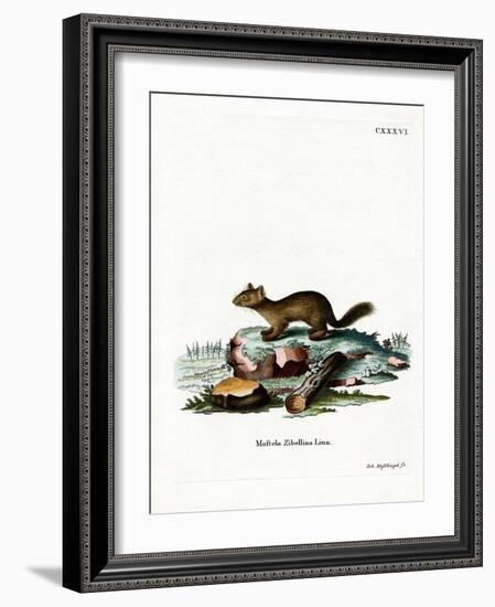 Sable-null-Framed Giclee Print