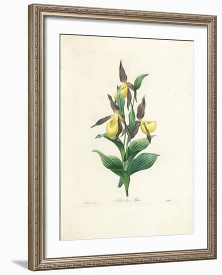 Sabot Des Alpes-Pierre-Joseph Redouté-Framed Giclee Print