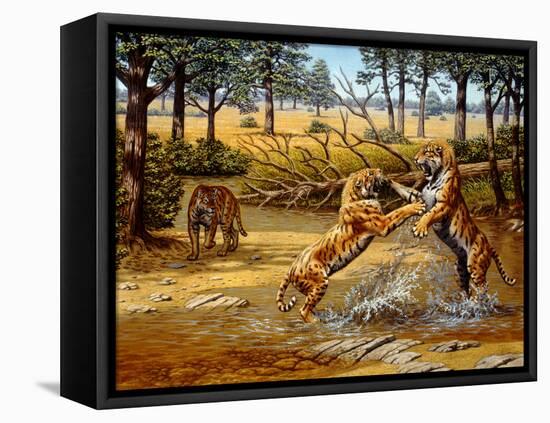 Sabre-toothed Cats Fighting-Mauricio Anton-Framed Premier Image Canvas