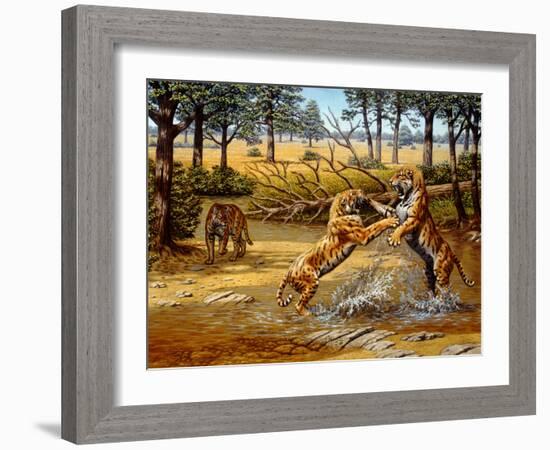 Sabre-toothed Cats Fighting-Mauricio Anton-Framed Photographic Print