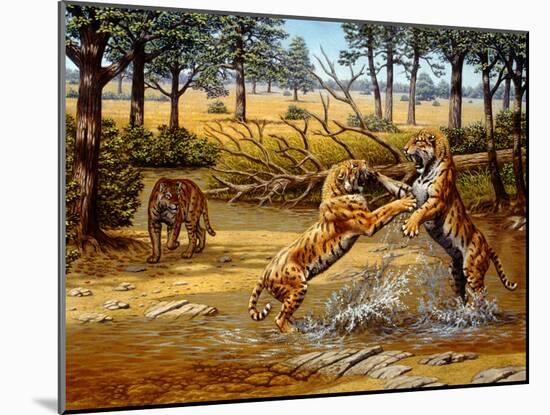 Sabre-toothed Cats Fighting-Mauricio Anton-Mounted Photographic Print