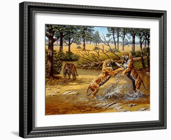 Sabre-toothed Cats Fighting-Mauricio Anton-Framed Photographic Print