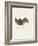 Sac-Winged Bat-null-Framed Giclee Print