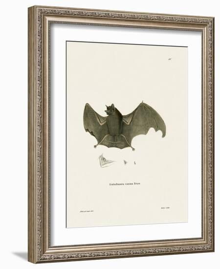 Sac-Winged Bat-null-Framed Giclee Print