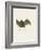 Sac-Winged Bat-null-Framed Giclee Print