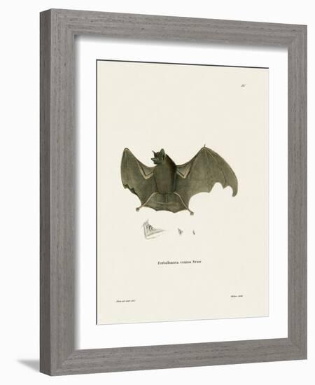 Sac-Winged Bat-null-Framed Giclee Print