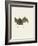 Sac-Winged Bat-null-Framed Giclee Print