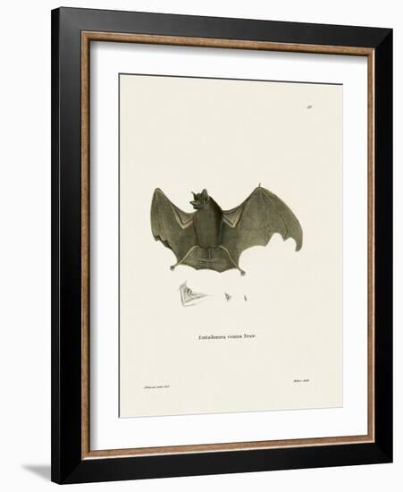 Sac-Winged Bat-null-Framed Giclee Print