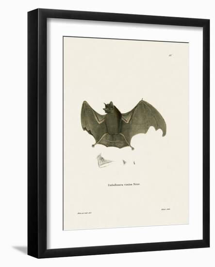 Sac-Winged Bat-null-Framed Giclee Print