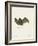 Sac-Winged Bat-null-Framed Giclee Print