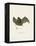 Sac-Winged Bat-null-Framed Premier Image Canvas