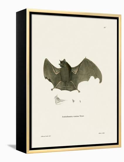 Sac-Winged Bat-null-Framed Premier Image Canvas