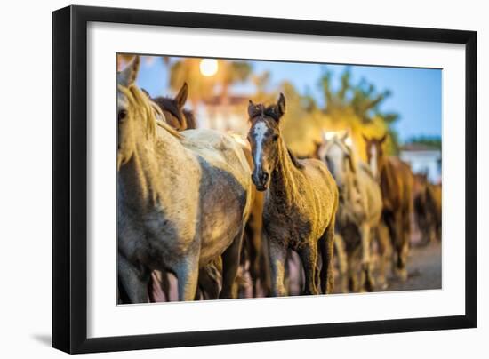 Saca De Las Yeguas- Festival, Town of Almonte, Province of Huelva, Andalusia, Spain-Felipe Rodriguez-Framed Photographic Print