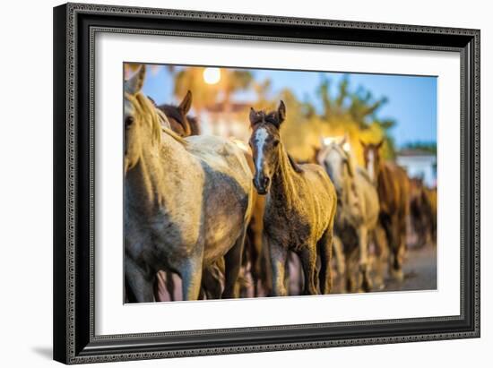 Saca De Las Yeguas- Festival, Town of Almonte, Province of Huelva, Andalusia, Spain-Felipe Rodriguez-Framed Photographic Print