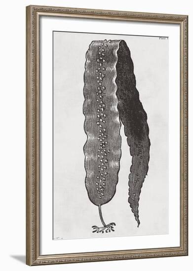 Saccharina latissima - Noir-Maria Mendez-Framed Giclee Print