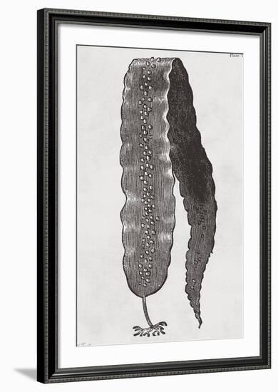 Saccharina latissima - Noir-Maria Mendez-Framed Giclee Print