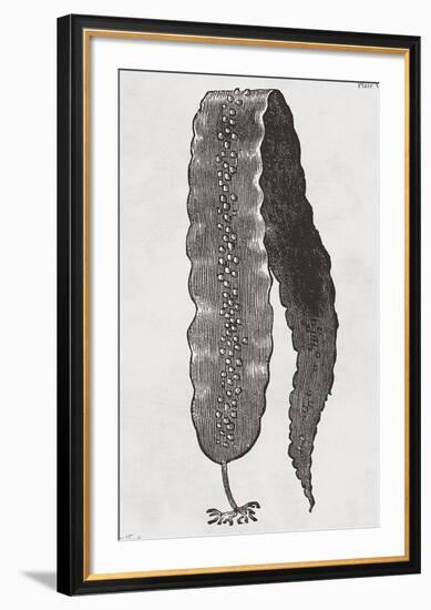 Saccharina latissima - Noir-Maria Mendez-Framed Giclee Print