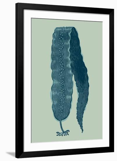 Saccharina latissima - Ocean-Maria Mendez-Framed Giclee Print