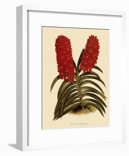 Saccolabium Curvifolium-John Nugent Fitch-Framed Giclee Print