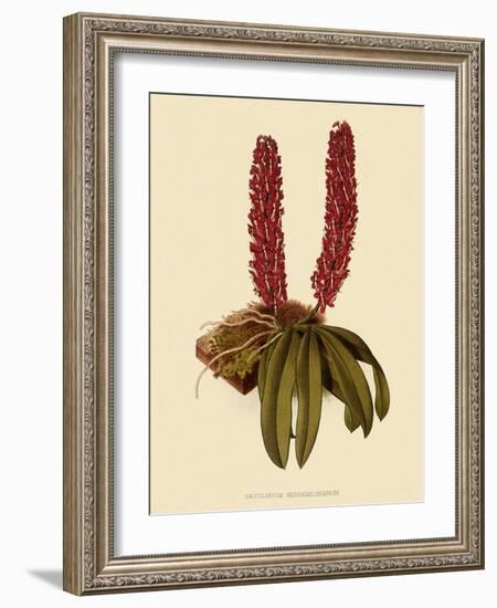 Saccolabium Hendersonianum-John Nugent Fitch-Framed Giclee Print