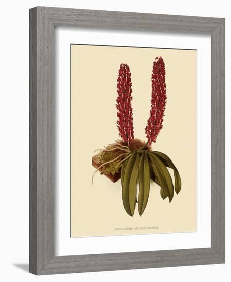 Saccolabium Hendersonianum-John Nugent Fitch-Framed Giclee Print