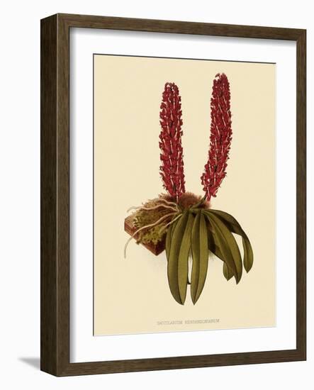 Saccolabium Hendersonianum-John Nugent Fitch-Framed Giclee Print