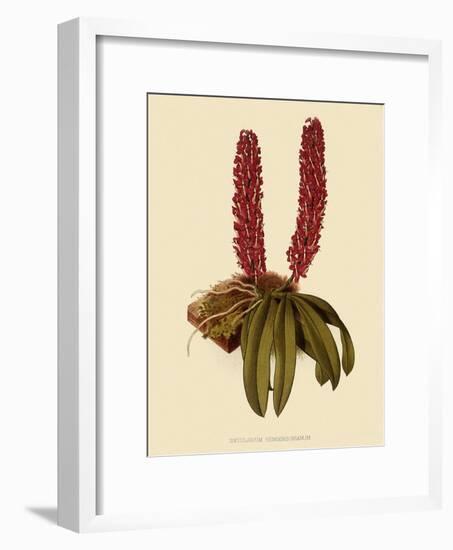 Saccolabium Hendersonianum-John Nugent Fitch-Framed Giclee Print