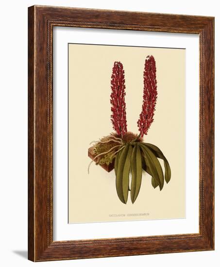 Saccolabium Hendersonianum-John Nugent Fitch-Framed Giclee Print